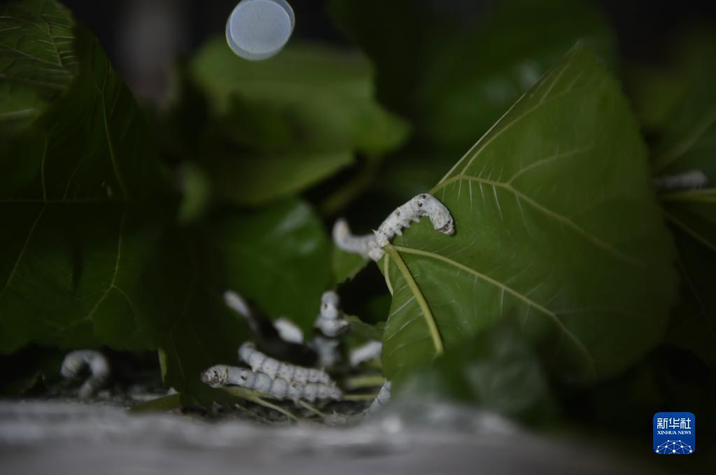 白菜全网讯